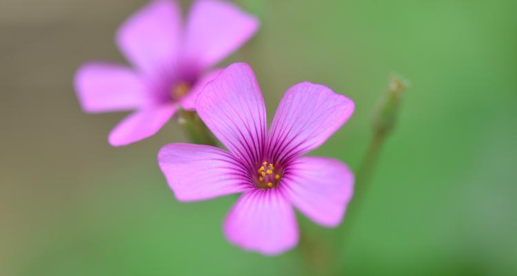 三叶草的花语（探索三叶草的含义及象征意义）