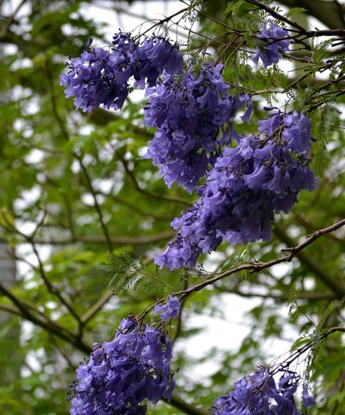 蓝花楹的花语（探寻蓝花楹花语的含义与价值）