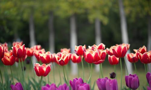 郁金香花语之美——愉悦与祝福（解读郁金香的花语，带你领略美好）