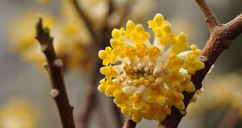 打结花的花语（从花材到花语，探寻打结花的深刻内涵）