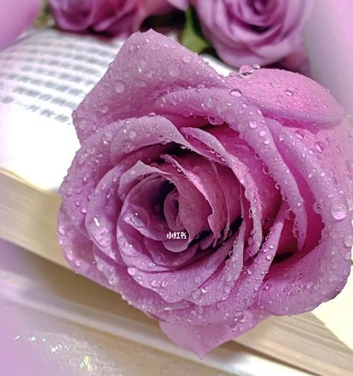 紫玫瑰花语（传达独特的象征和寓意）