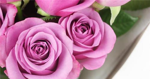 紫玫瑰花语（传达独特的象征和寓意）