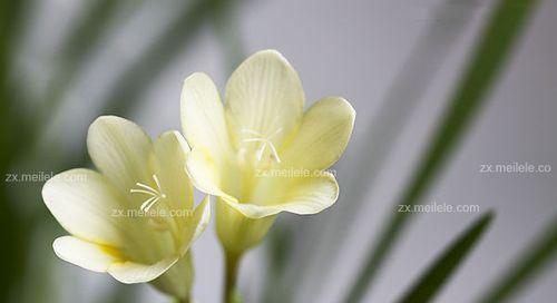 解读香雪兰的花语（探究这朵花所代表的意义，告诉你它们的真正含义）