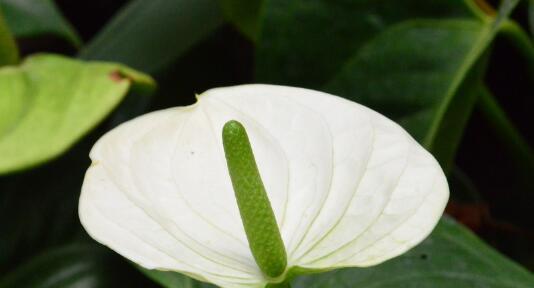 火鹤花的花语（传达美好祝福的代表之花）