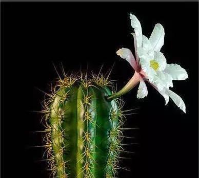 仙人掌花语的含义（探寻仙人掌花的奥秘）