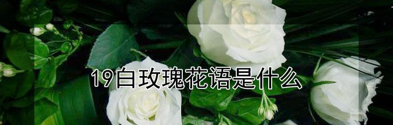 白玫瑰的枯萎花语（揭秘白玫瑰花语的深层含义）