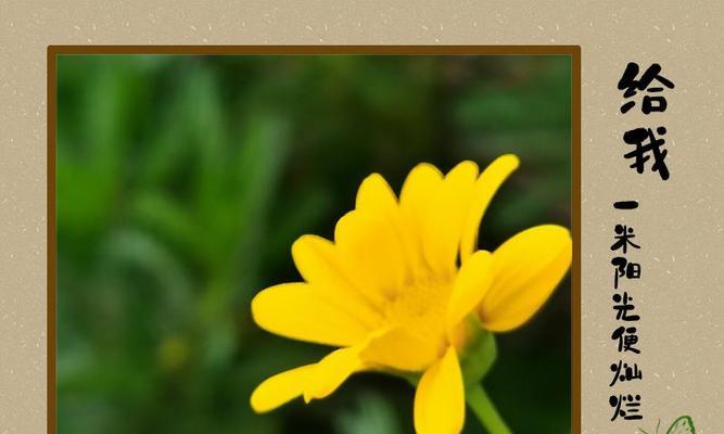 黄金菊的花语（探寻黄金菊背后的涵义与文化）