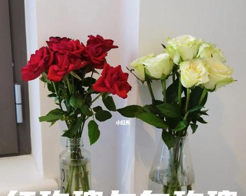 玫瑰花的花语与代表意义（白玫瑰红玫瑰的区别与含义）