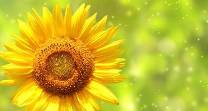 太阳花的花语与意义（探究太阳花在文化中的特殊意义）