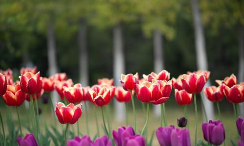 白色郁金香花语（探寻白色郁金香的美丽与意义）