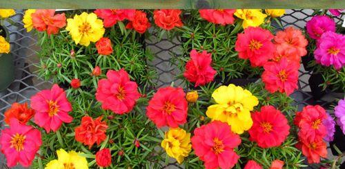 红色太阳花的寓意与花语（探索太阳花的象征意义和人们对其寄予的祝福）