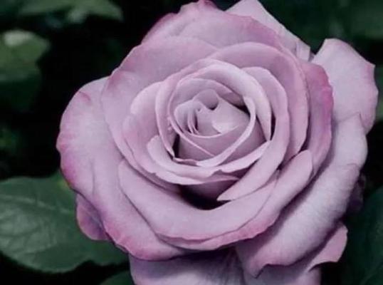 紫色玫瑰的花语与象征（探寻紫色玫瑰背后的深刻意义）