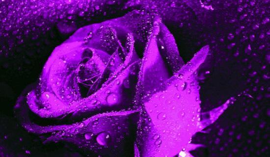 紫色玫瑰的花语与象征（探寻紫色玫瑰背后的深刻意义）