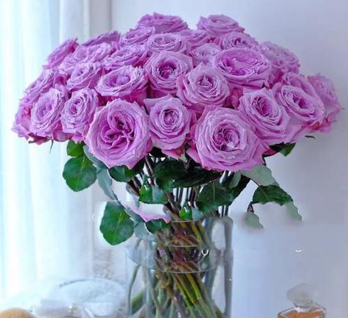 紫色玫瑰花（表达不一样的情感与祝福，紫色玫瑰花有何寓意？）