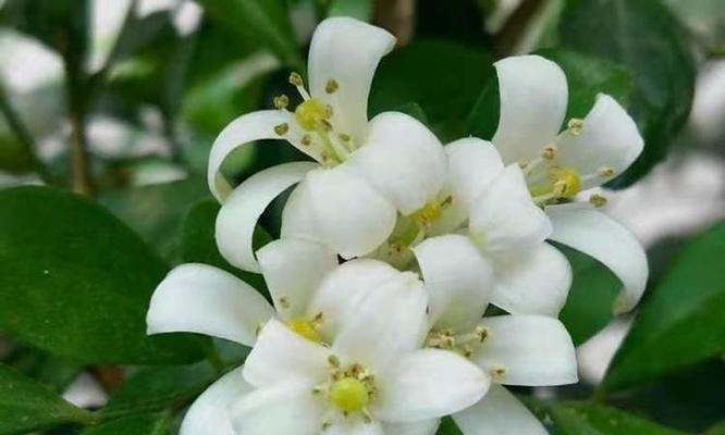 解析九里香花语与寓意（美丽而神秘的花语之语）