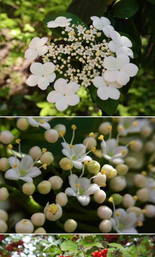 琼花花语的含义（探究琼花花语的内涵）