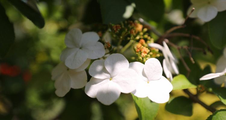 琼花花语的含义（探究琼花花语的内涵）