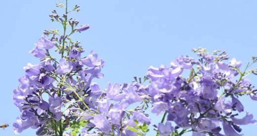 解读蓝楹花的花语（探秘蓝楹花的含义与象征）