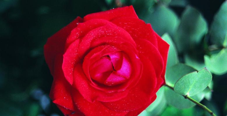 大红色玫瑰的花语（探究大红色玫瑰的象征和内涵）