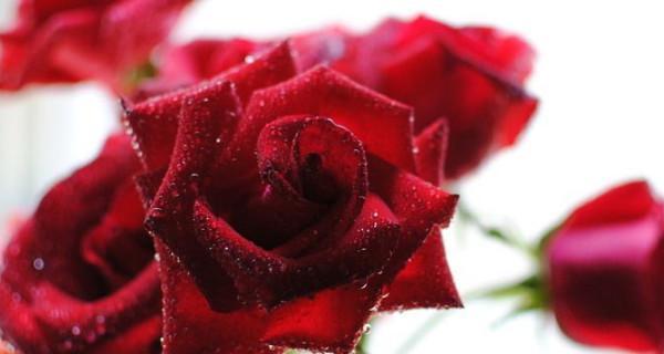 玫瑰花的花语及含义（探索玫瑰花的情感表达与文化价值）