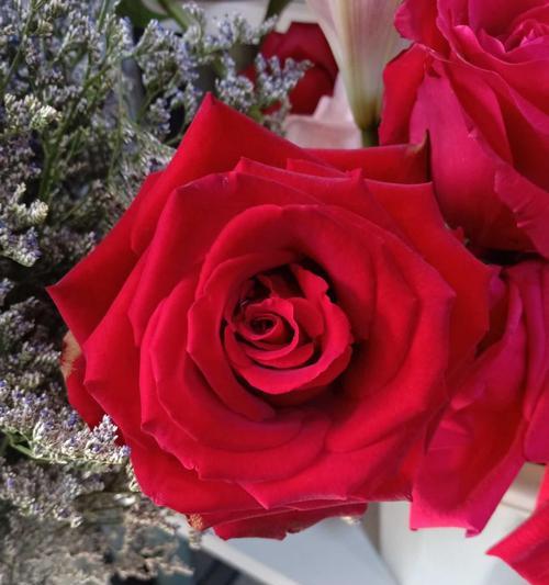 探讨十一朵玫瑰的花语（蕴含爱情、忠诚和尊敬，为“花语”）