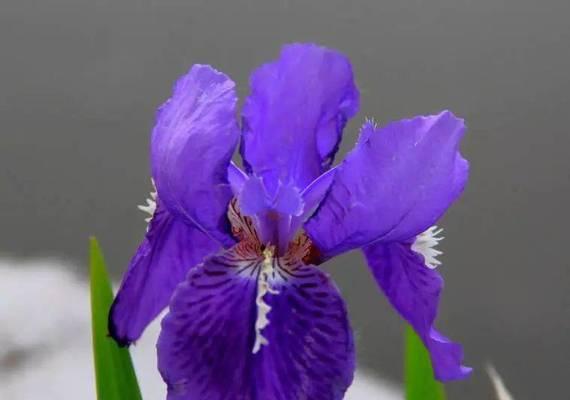 蓝色紫罗兰的花语（了解蓝色紫罗兰的秘密，探索它的花语）