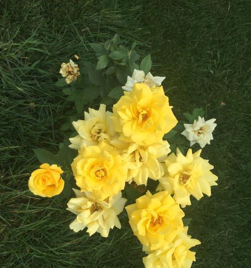 黄玫瑰的花语（探究黄玫瑰所代表的含义）