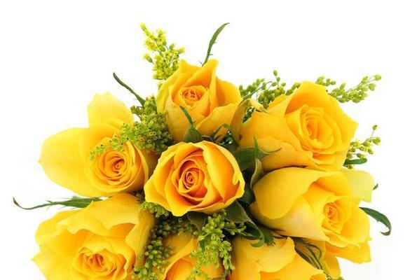 黄玫瑰的花语（探究黄玫瑰所代表的含义）