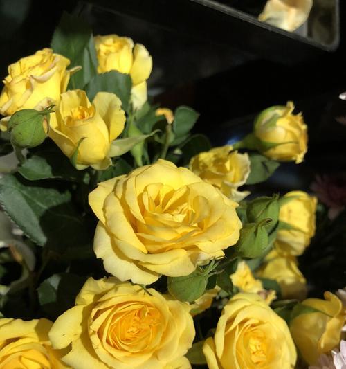 11朵黄玫瑰的花语意义（探究黄玫瑰传递的情感与意义）