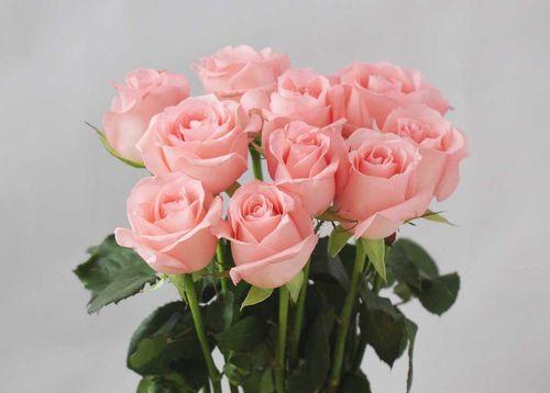 11朵粉色玫瑰的花语（探究粉色玫瑰的含义及象征）