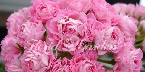 11朵粉色玫瑰的花语（探究粉色玫瑰的含义及象征）