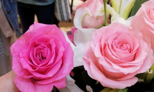 戴安娜玫瑰的花语——爱情的象征（浪漫的花语语言，传递爱情的真谛）