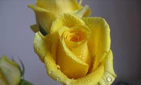 黄玫瑰的花语（传达感恩与友谊——黄玫瑰花语的寓意）