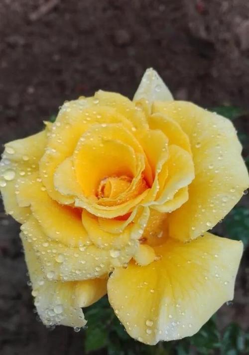 黄玫瑰的花语（传达感恩与友谊——黄玫瑰花语的寓意）