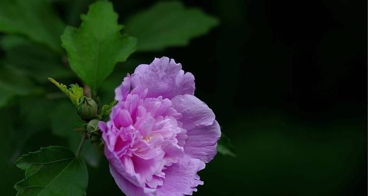 木槿花的花语与象征（探究木槿花背后的文化内涵）