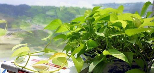 绿萝的花语与寓意（探寻绿萝花语，了解绿萝的心灵之美）