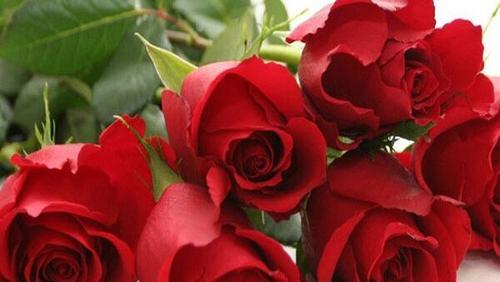 探讨29朵玫瑰的寓意和象征意义（解读29朵玫瑰代表的含义和文化内涵）