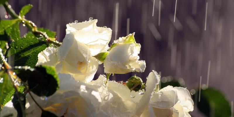 白玫瑰的寓意与花语（探究白玫瑰的象征意义及传达情感的方式）