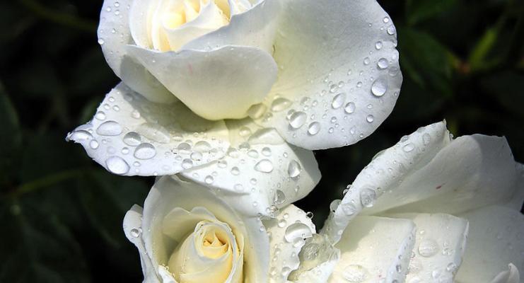 白玫瑰的寓意与花语（探究白玫瑰的象征意义及传达情感的方式）