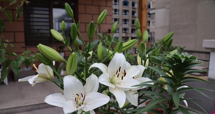 百合花的意义与象征（神圣、纯洁与爱情——百合花的寓意解读）