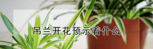 探秘吊兰花语的含义（解读吊兰花语，了解它的神秘与美丽）