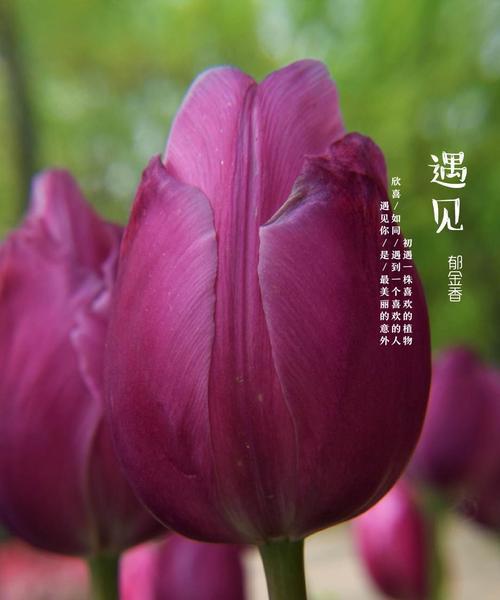 紫色郁金香的花语（探秘紫色郁金香的花语及其深刻内涵）