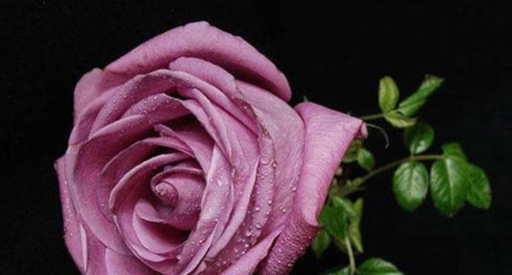 三朵玫瑰花语的深层含义（解读三朵玫瑰的不同寓意，带您走进花语世界）