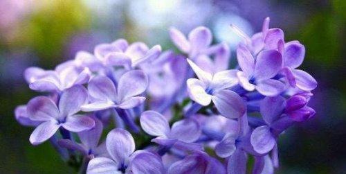 紫丁香的花语（探寻紫丁香所传达的情感和意义）