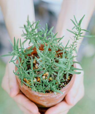 迷迭香之花语与传说（唤醒记忆的清香之花）