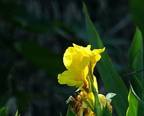 菖蒲花的花语与意义（传承古代文化之美——菖蒲花的历史与象征）