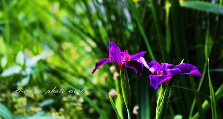 菖蒲花的花语与意义（传承古代文化之美——菖蒲花的历史与象征）