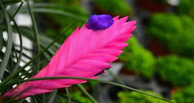 铁兰之谜——揭秘这朵神秘的花（铁兰花语解析，让你了解它的含义与传说）