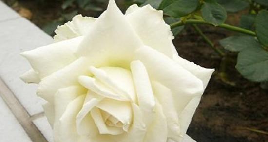 白玫瑰的花语和象征（神圣、纯洁、真爱）
