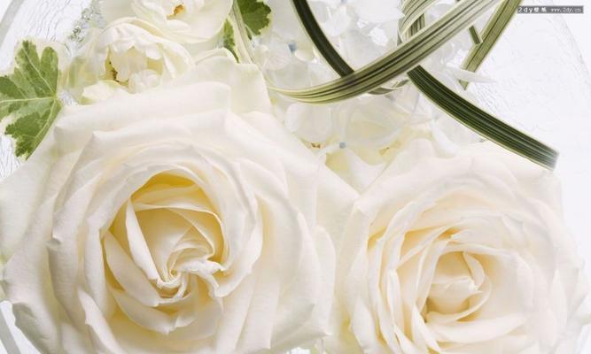 白玫瑰的花语和象征（神圣、纯洁、真爱）